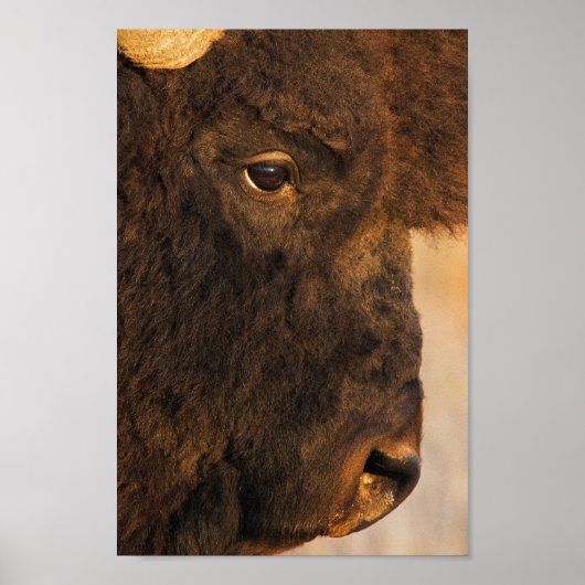 Buffalo-Profil Poster (Vorne)
