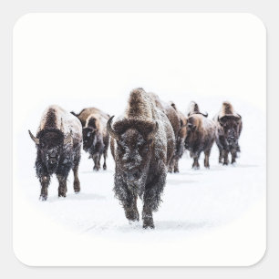 Buffalo Quadratischer Aufkleber