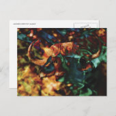 Buffalo Ripple Art Postkarte (Vorne/Hinten)