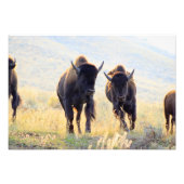 Buffalo Running Foto Print (Vorne)