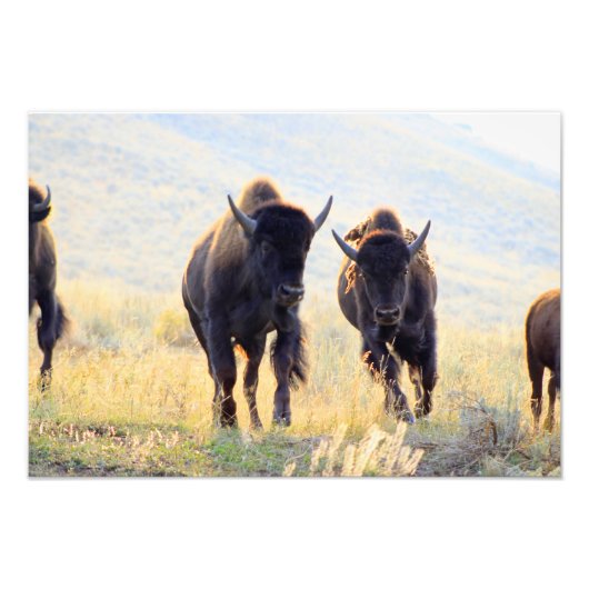Buffalo Running Foto Print (Vorne)