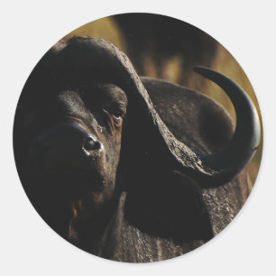 Buffalo - Safari große fünf Tieraufkleber Runder Aufkleber