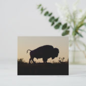 Buffalo Silhouette Postkarte (Stehend Vorderseite)