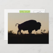 Buffalo Silhouette Postkarte (Vorne/Hinten)