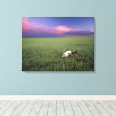 Buffalo Skull in Prairie Grass bei Medora Leinwanddruck (Insitu (Holzboden))