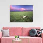 Buffalo Skull in Prairie Grass bei Medora Leinwanddruck (Insitu (Wohnzimmer))