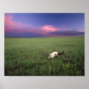 Buffalo Skull in Prairie Grass bei Medora Poster