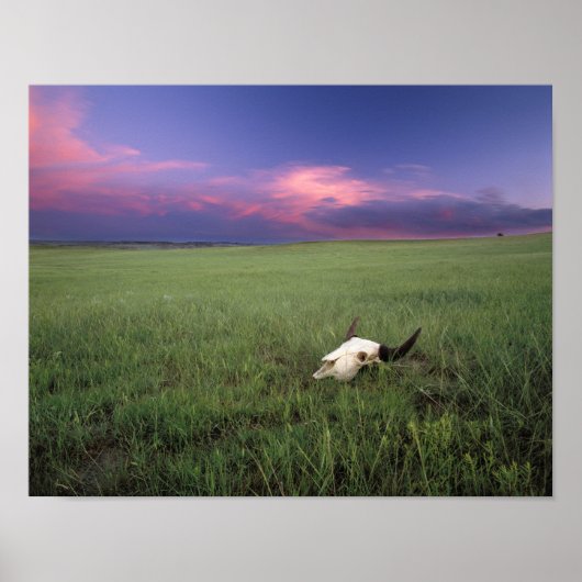 Buffalo Skull in Prairie Grass bei Medora Poster (Vorne)
