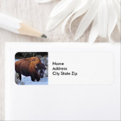 Buffalo Snow Foto (Insitu)