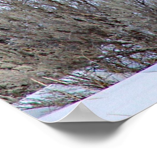 Buffalo Snow Photo Poster (Ecke)