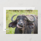 Buffalo Sticks Tongue Out Postcard Postkarte (Vorne/Hinten)