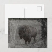Buffalo Tintype Postkarte (Vorne/Hinten)