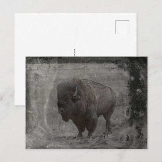 Buffalo Tintype Postkarte (Vorne/Hinten)