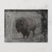 Buffalo Tintype Postkarte (Vorderseite)