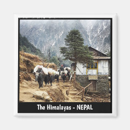 Buffalo-Transport, Everest-Wanderaussichten - Nepa Magnet