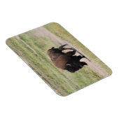 Buffalo unterwegs, Fotografie Magnet (Rechte Seite)