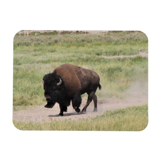 Buffalo unterwegs, Fotografie Magnet (Horizontal)