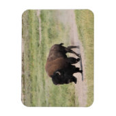 Buffalo unterwegs, Fotografie Magnet (Vertikal)