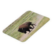 Buffalo unterwegs, Fotografie Magnet (Linke Seite)