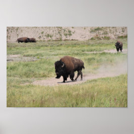 Buffalo unterwegs, Fotografie Poster