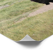 Buffalo unterwegs, Fotografie Poster (Ecke)