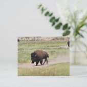 Buffalo unterwegs, Fotografie Postkarte (Stehend Vorderseite)