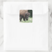 Buffalo vor Ort Quadratischer Aufkleber (Tasche)