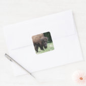Buffalo vor Ort Quadratischer Aufkleber (Umschlag)