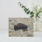 Buffalo, Weiden, Gelbstein, Fotografie Postkarte (Stehend Vorderseite)
