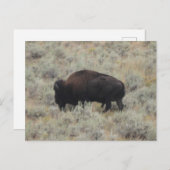 Buffalo, Weiden, Gelbstein, Fotografie Postkarte (Vorne/Hinten)