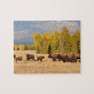 Buffalo Wyoming Puzzle