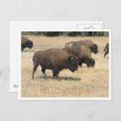 Buffalo Yellowstone Postcard Postkarte (Vorne/Hinten)