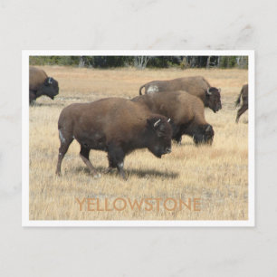 Buffalo Yellowstone Postcard Postkarte