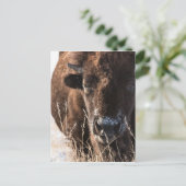 buffaloCard.jpg Postkarte (Stehend Vorderseite)