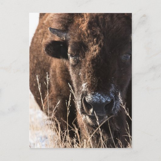 buffaloCard.jpg Postkarte (Vorderseite)