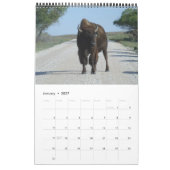 Buffaloed Kalender (Jan 2027)