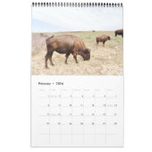 Buffaloed Kalender (Feb 2026)