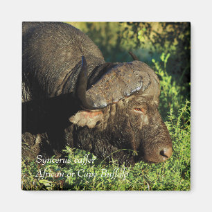 Büffel-Afrikaner Syncerus caffer Magnet