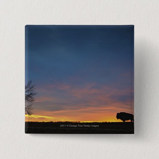 Büffel am Sonnenuntergang im Button (Vorderseite)