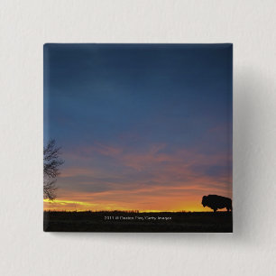 Büffel am Sonnenuntergang im Button