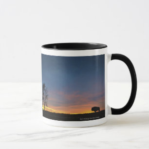 Büffel am Sonnenuntergang im Tasse