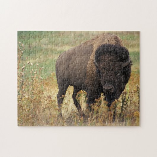 Büffel-Bison Puzzle (Horizontal)