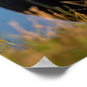 Büffel essen Gras Poster (Ecke)