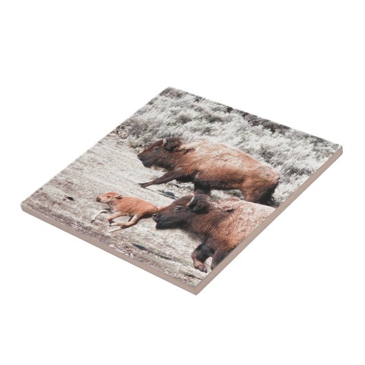 Büffel Fliese (Seite)