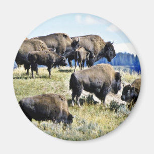 Büffel-Herde - Yellowstone Nationalpark Magnet