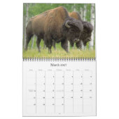Büffel-Kalender 2012 Kalender (Mär 2027)
