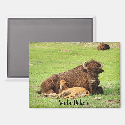 Büffel mit Kalb Magnet (Vorderseite/Rückseite)