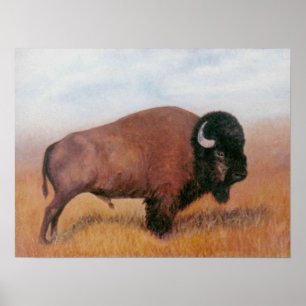 Büffel Poster