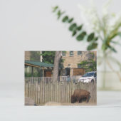 Büffel Postkarte (Stehend Vorderseite)