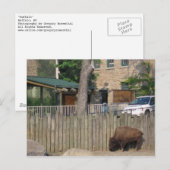 Büffel Postkarte (Vorne/Hinten)